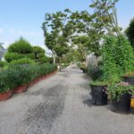 Tuincentrumpad met planten in potten