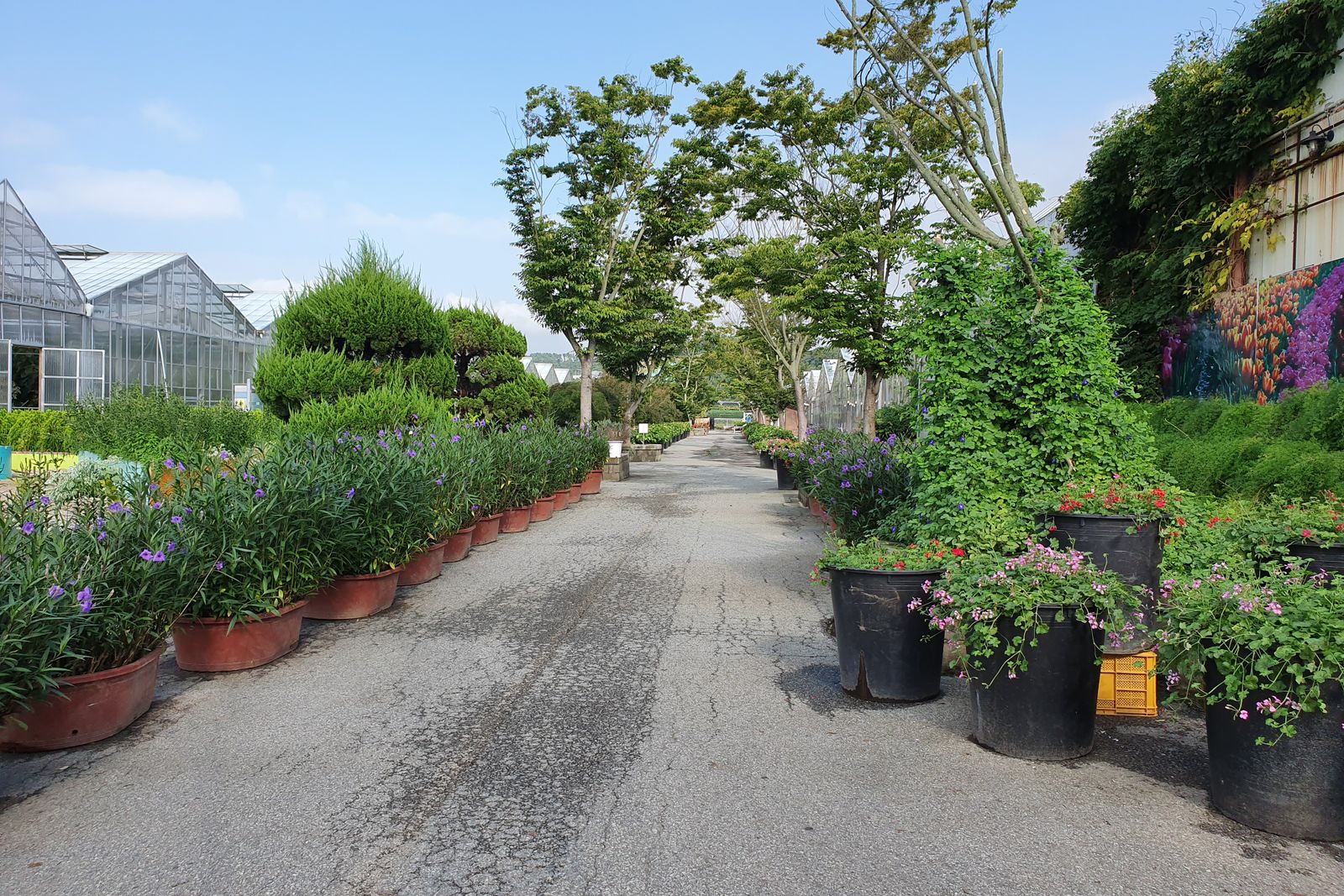 Tuincentrumpad met planten in potten